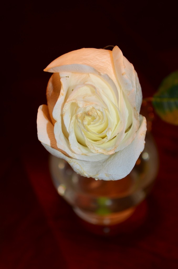 Single White Rose 