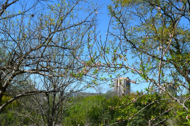 City View San Antonio Botanical Garden