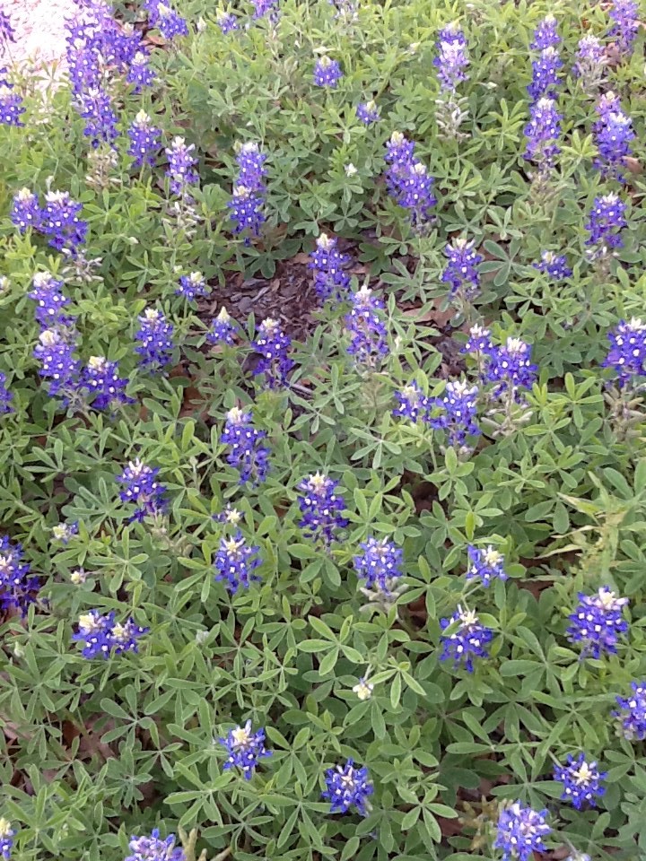 New Places to Try in Town among the Bluebonnets!