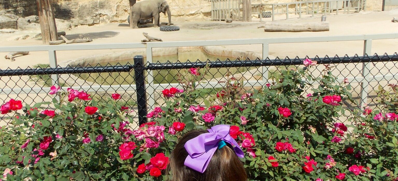 Field Trip to the Zoo A Melodrama