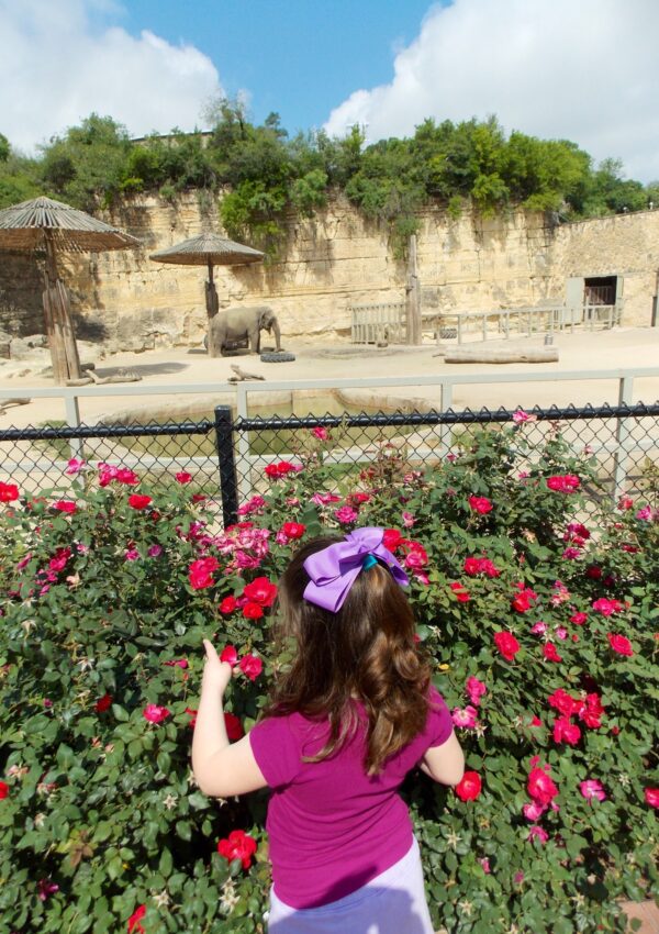 Field Trip to the Zoo A Melodrama