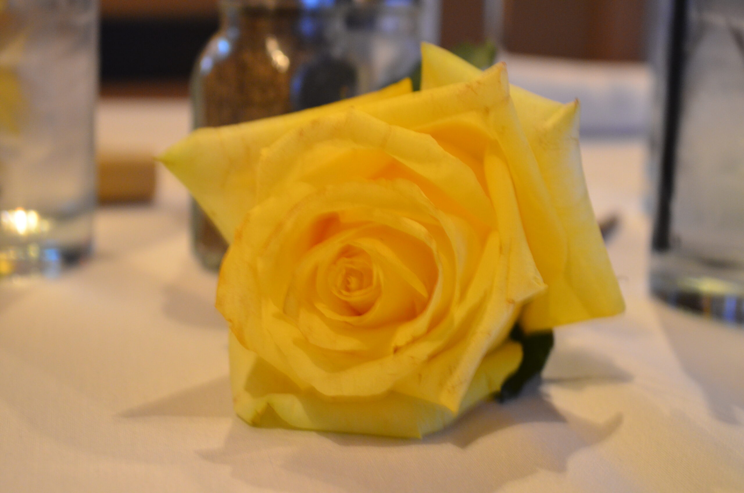 A Yellow Rose